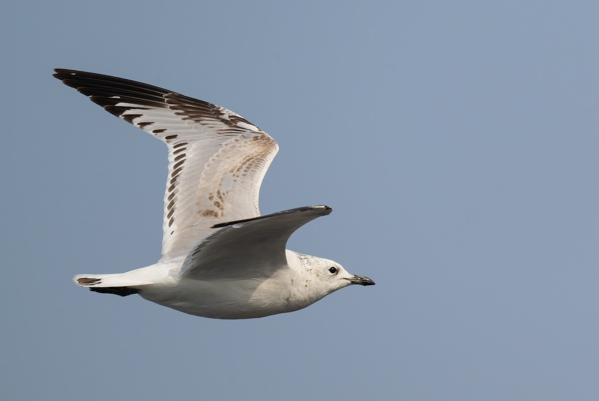 Relict Gull - ML645779302