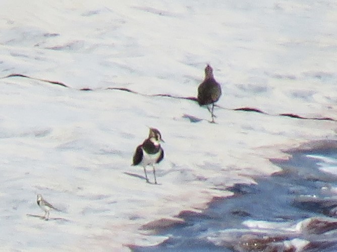 Northern Lapwing - ML645779310