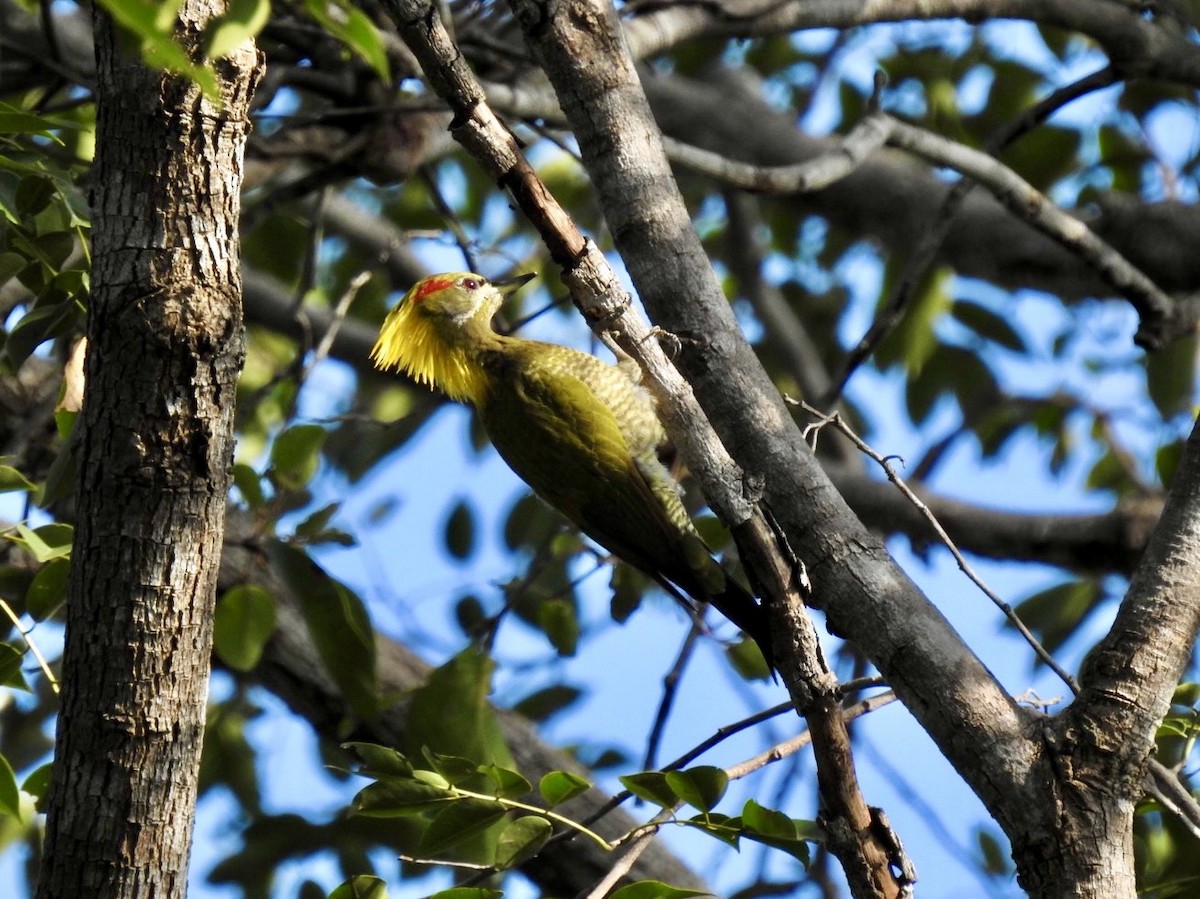 Lesser Yellownape - ML645779327