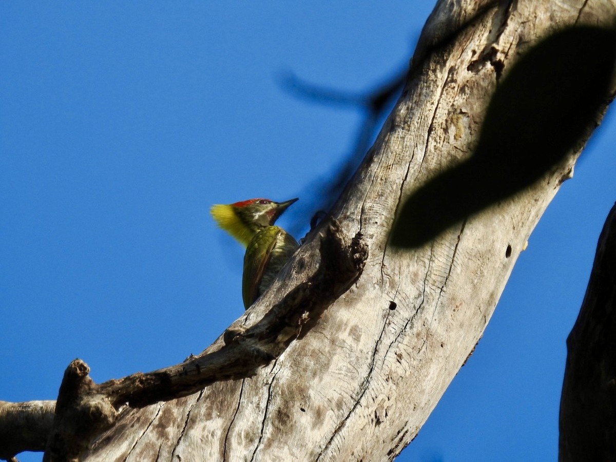 Lesser Yellownape - ML645779328