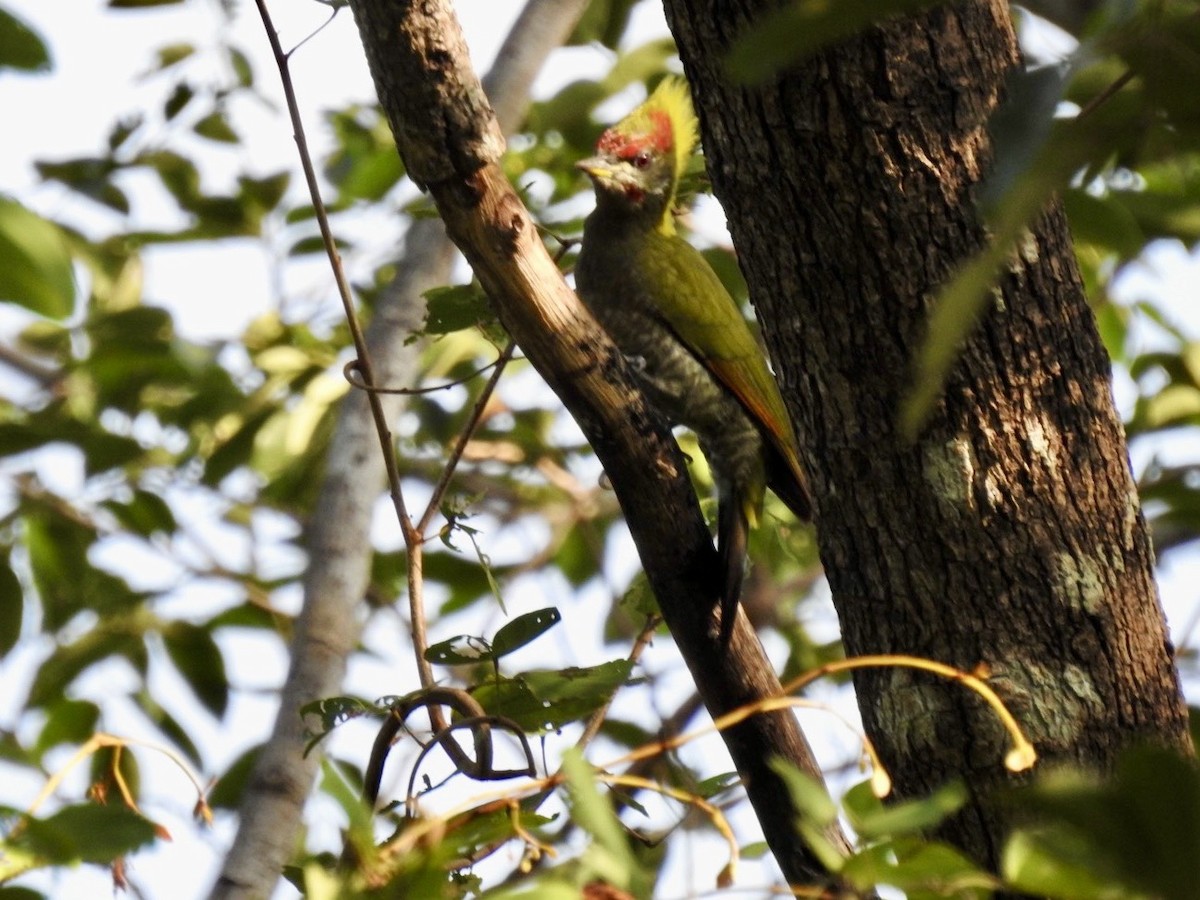 Lesser Yellownape - ML645779330