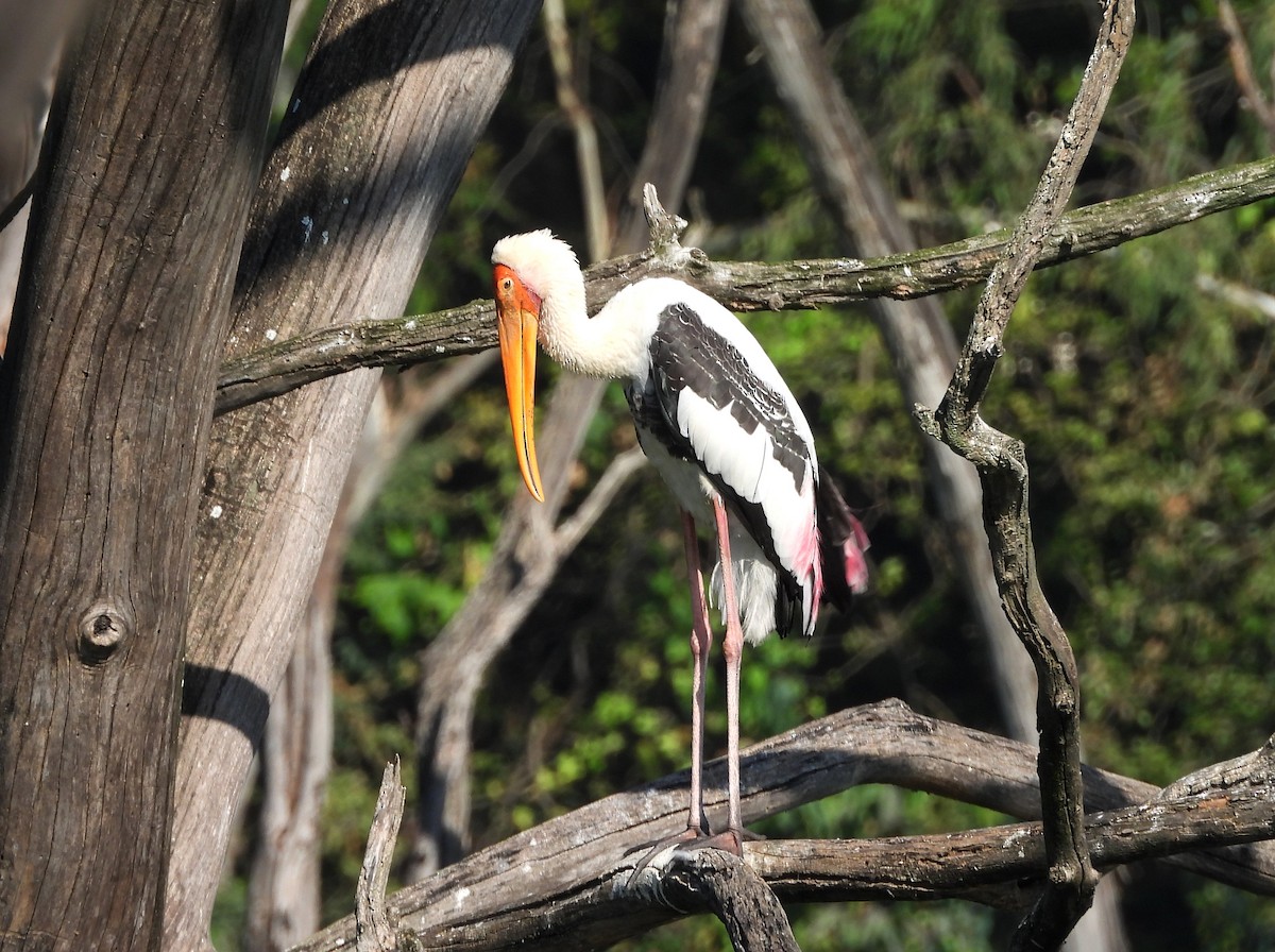 Painted Stork - ML645779335