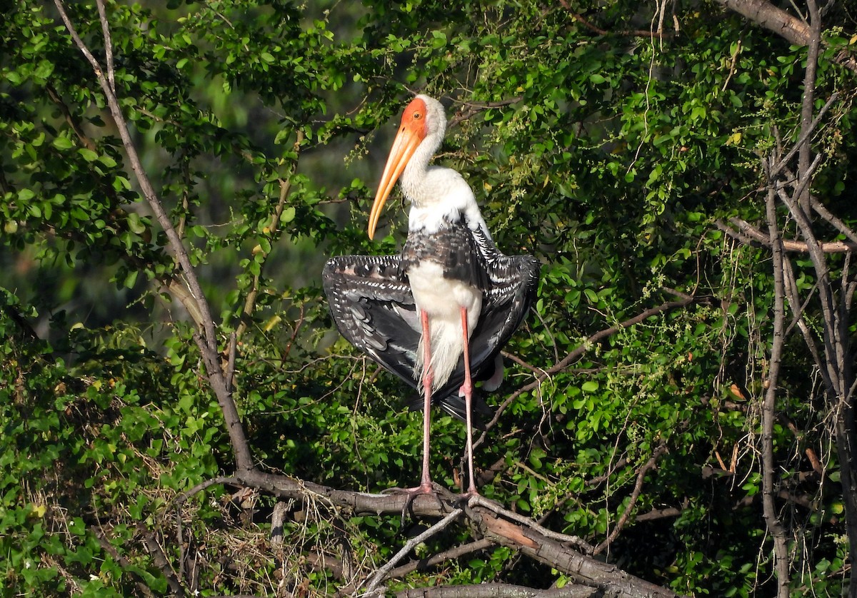 Painted Stork - ML645779336