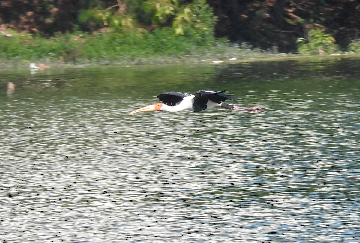 Painted Stork - ML645779338