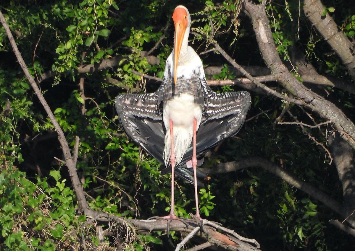 Painted Stork - ML645779339