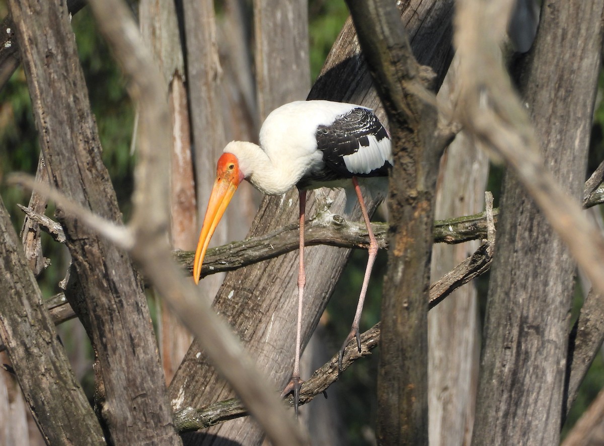 Painted Stork - ML645779340