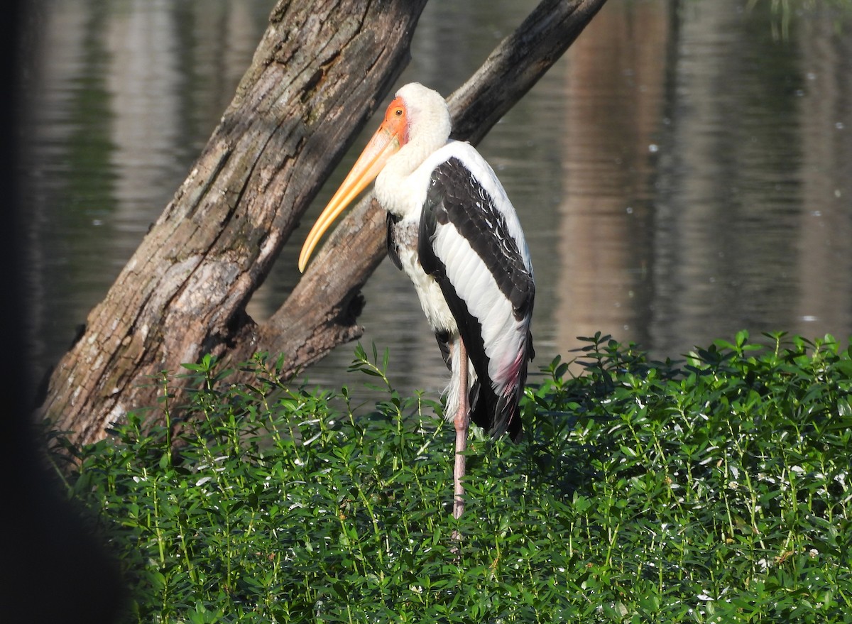 Painted Stork - ML645779342
