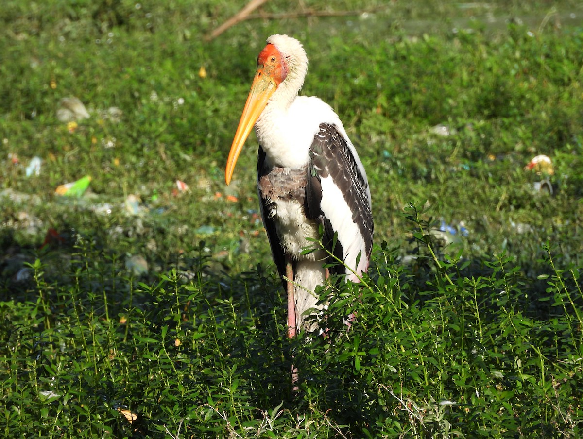 Painted Stork - ML645779343