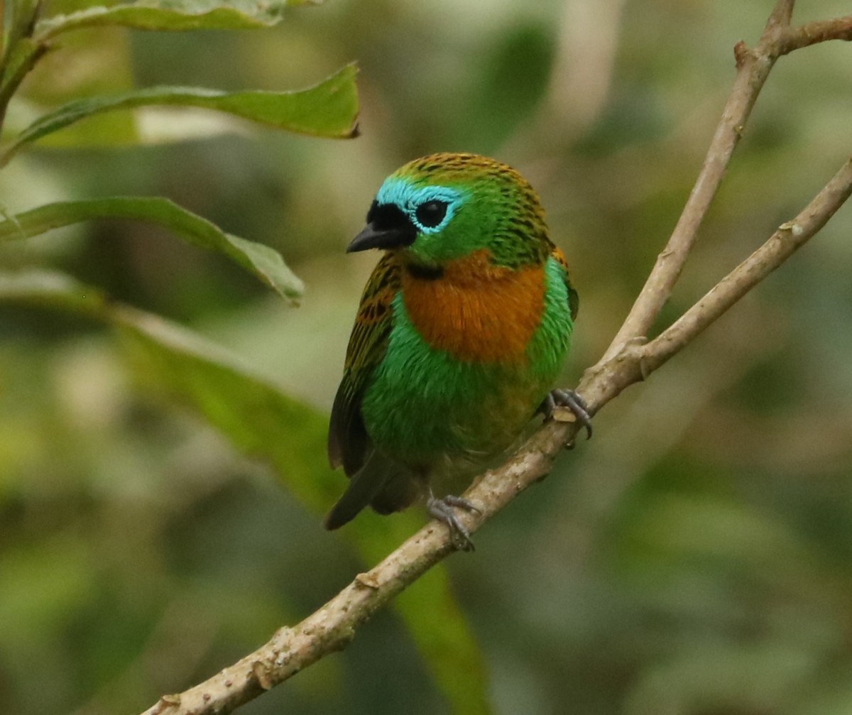 Tangara de Desmarest - ML645779344