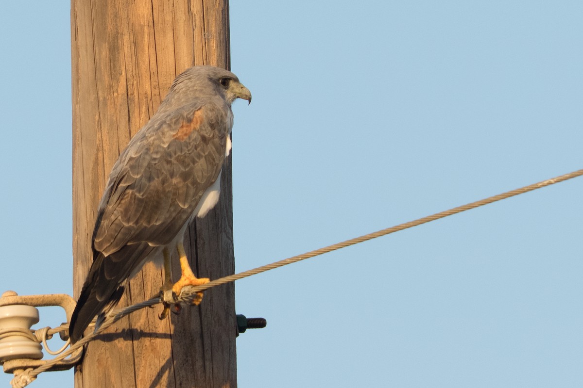White-tailed Hawk - ML645779348