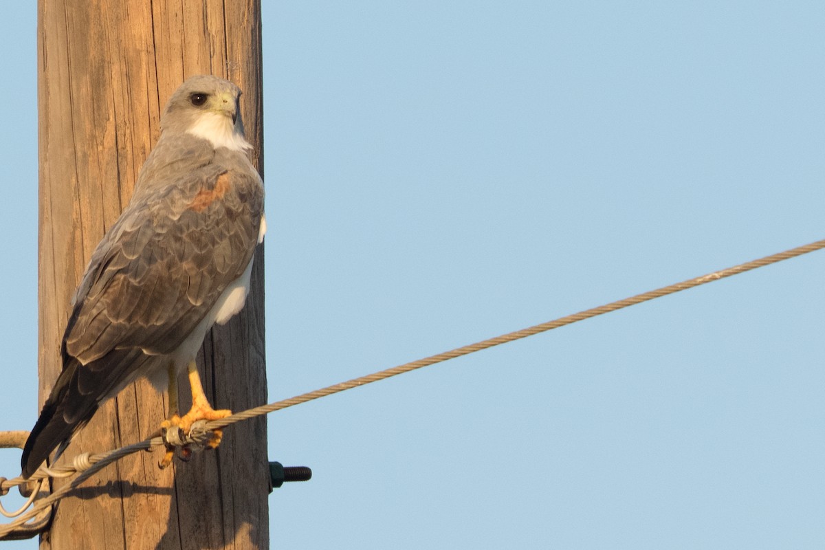 White-tailed Hawk - ML645779349