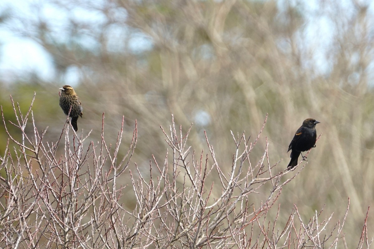 Red-winged Blackbird - ML645779350
