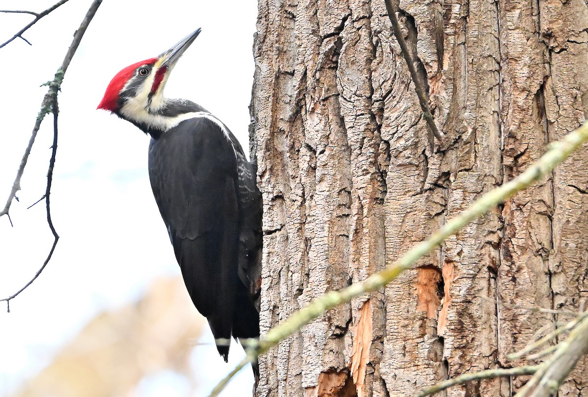 Pileated Woodpecker - ML645779351