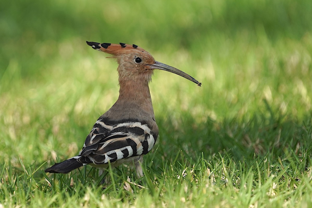 Common Hoopoe - ML645779352