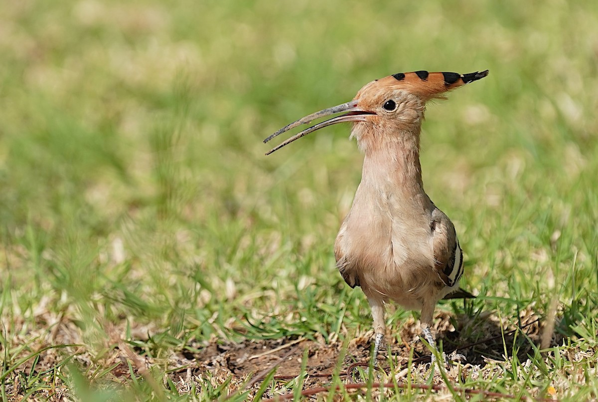 Common Hoopoe - ML645779353