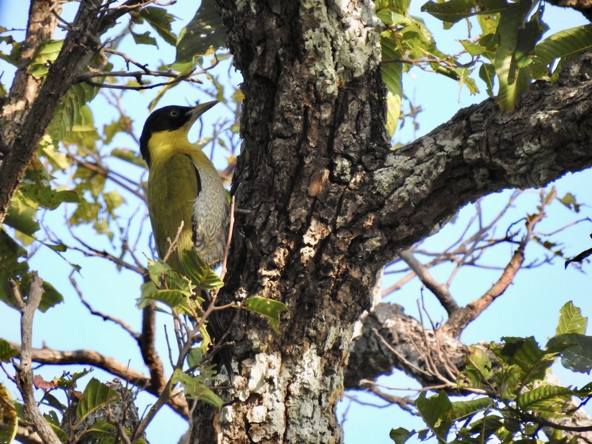 Black-headed Woodpecker - ML645779354