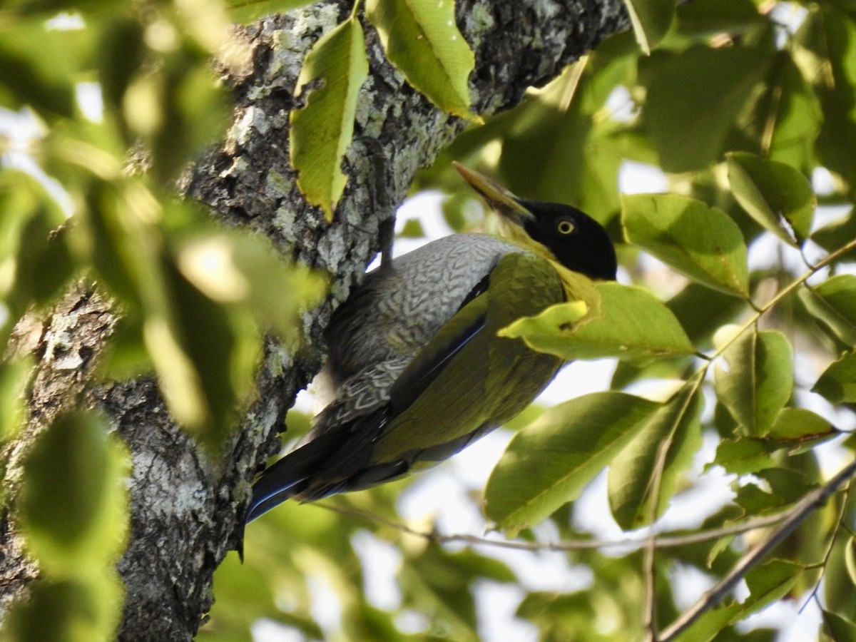 Black-headed Woodpecker - ML645779355