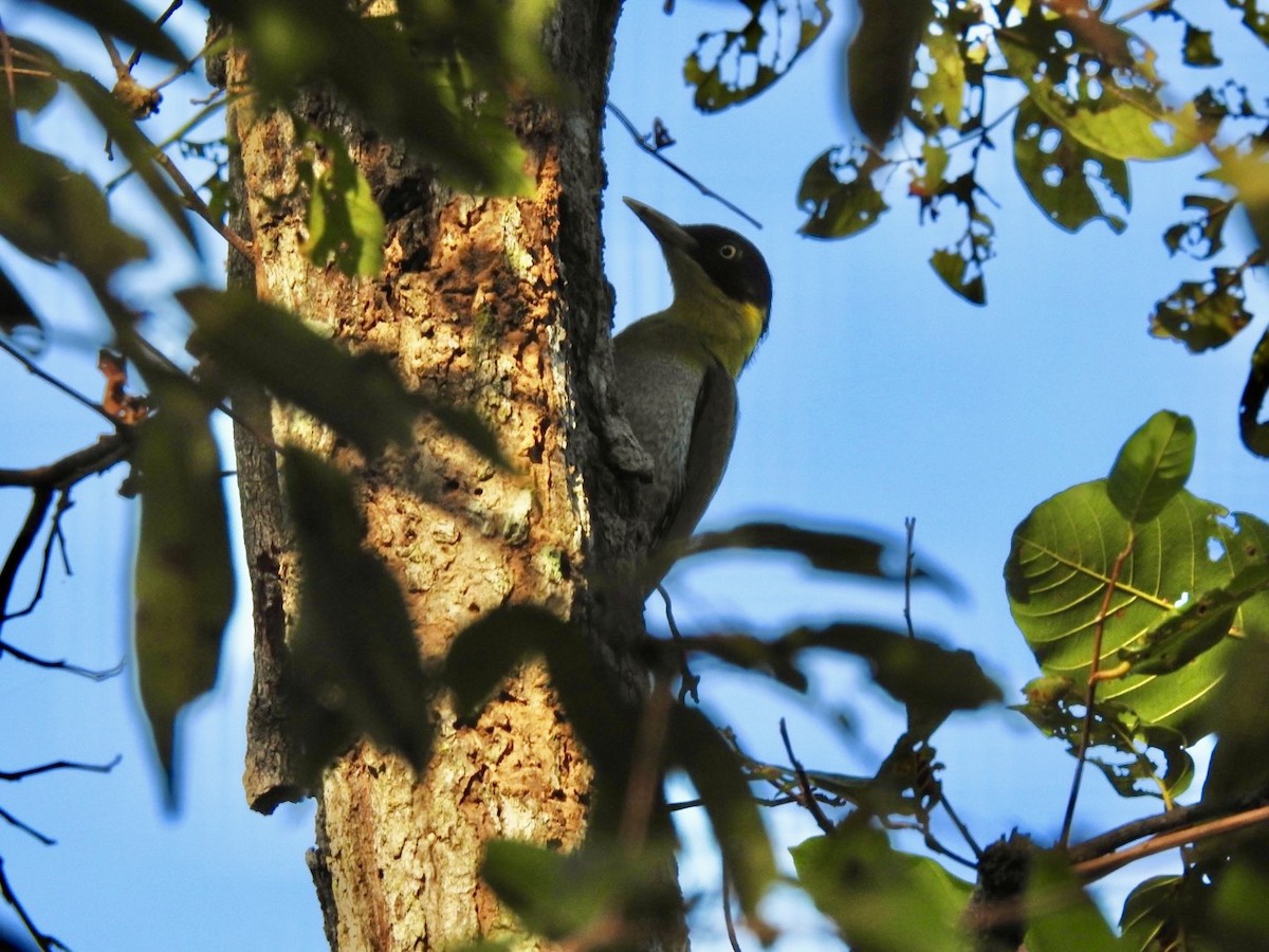 Black-headed Woodpecker - ML645779356