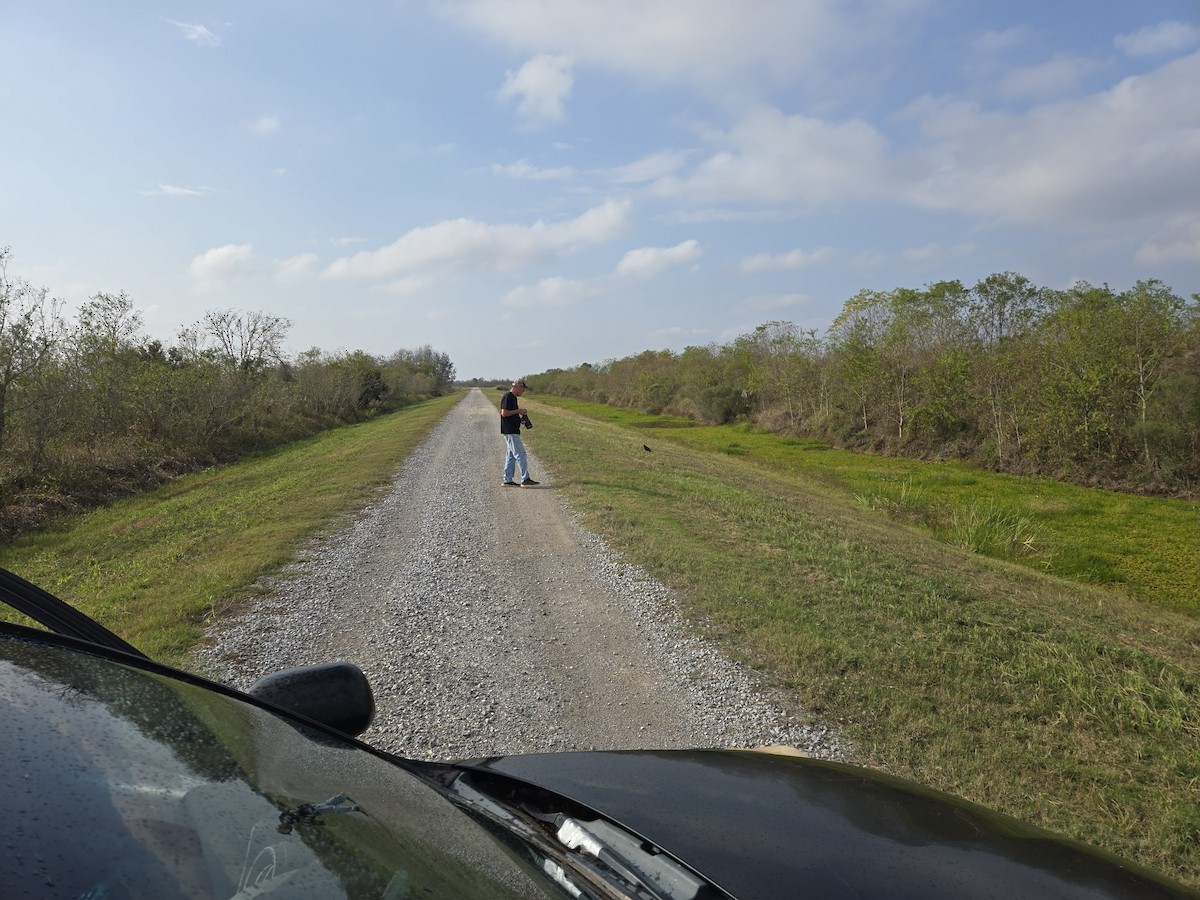 Northern Harrier - ML645779357