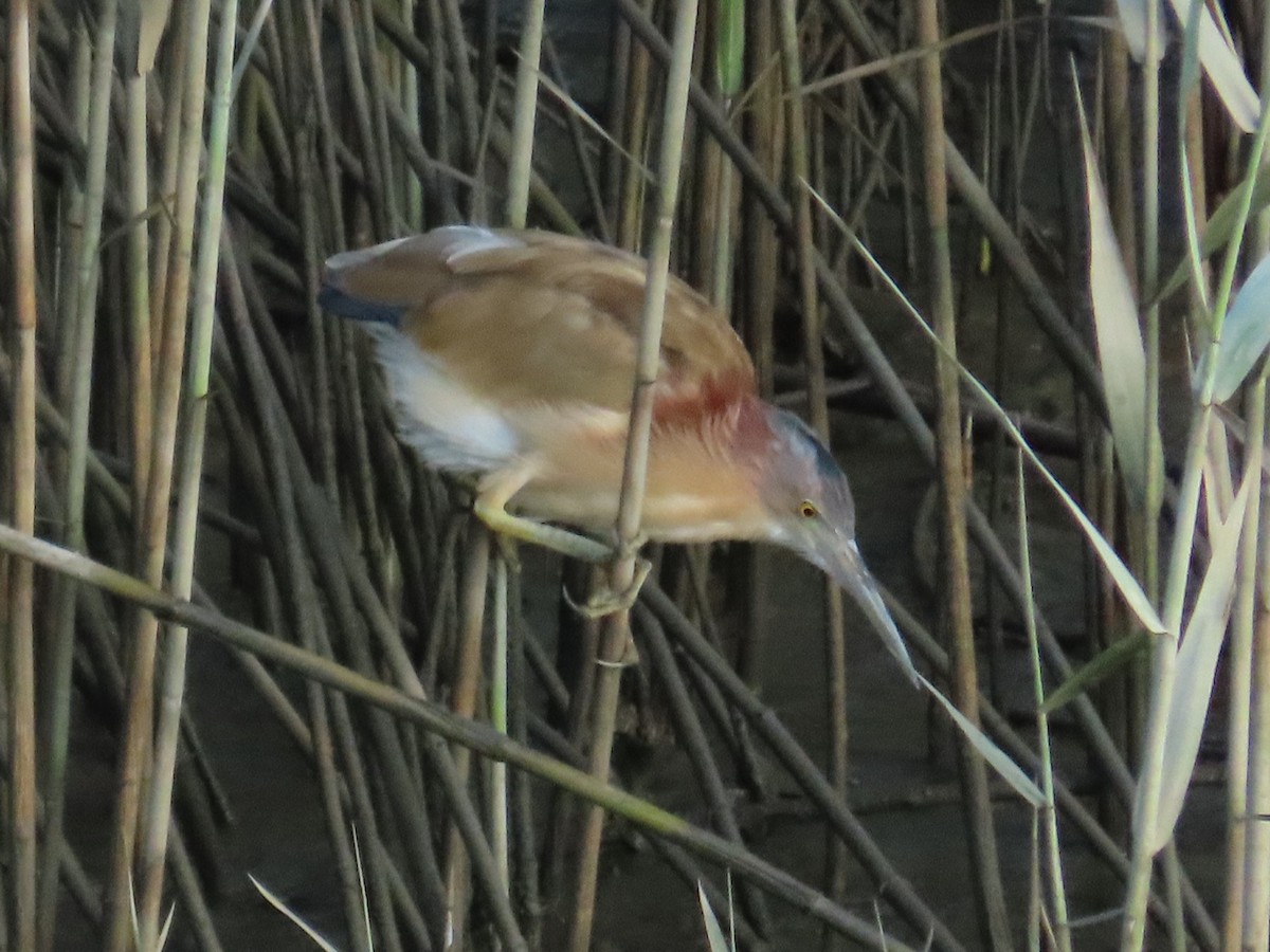 Yellow Bittern - ML645779359