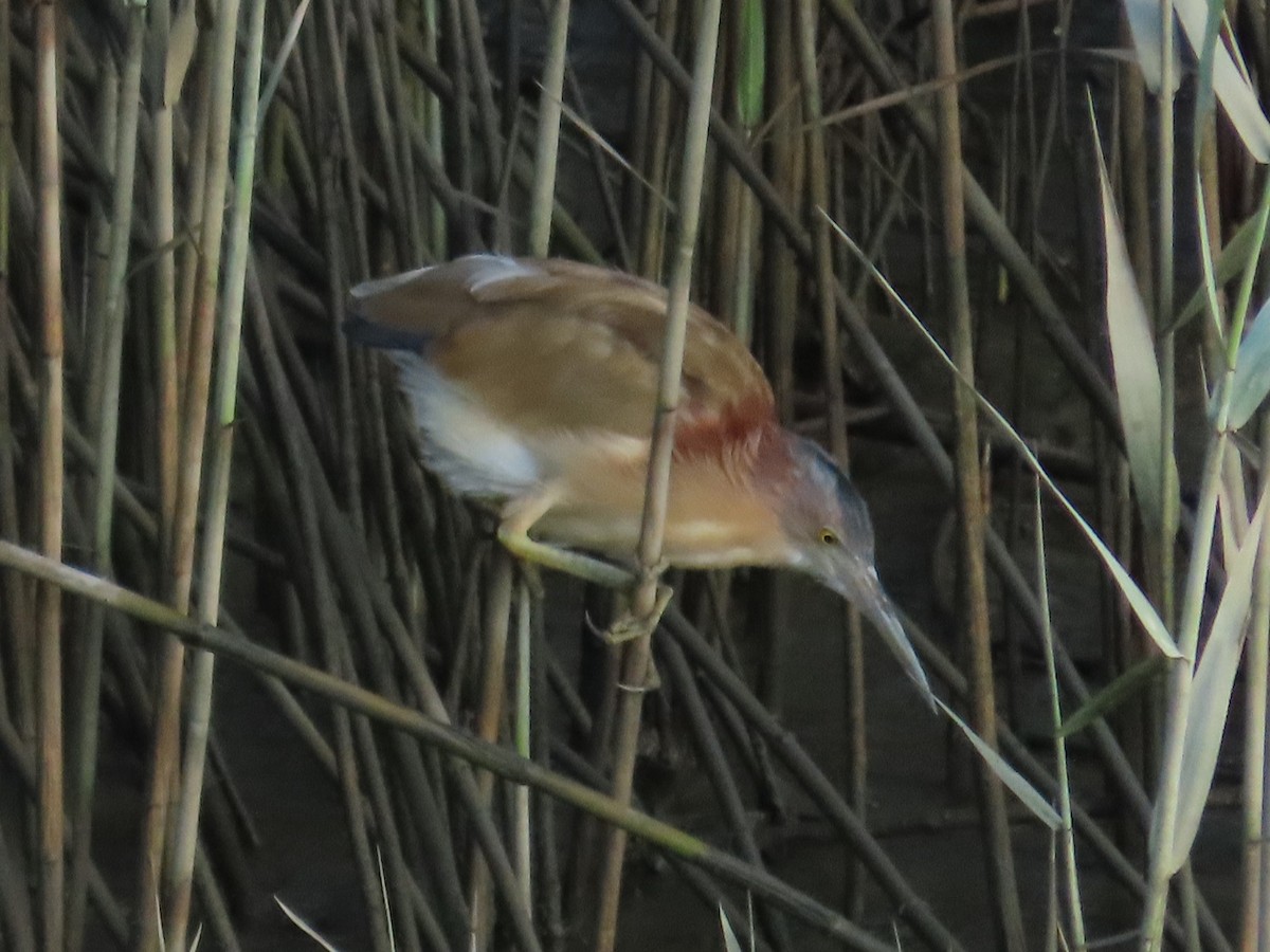 Yellow Bittern - ML645779360