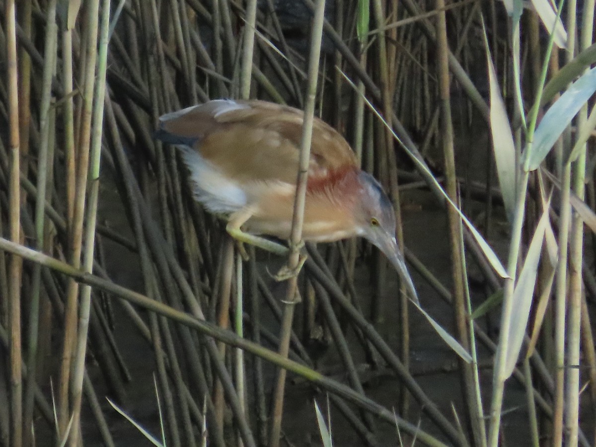 Yellow Bittern - ML645779361