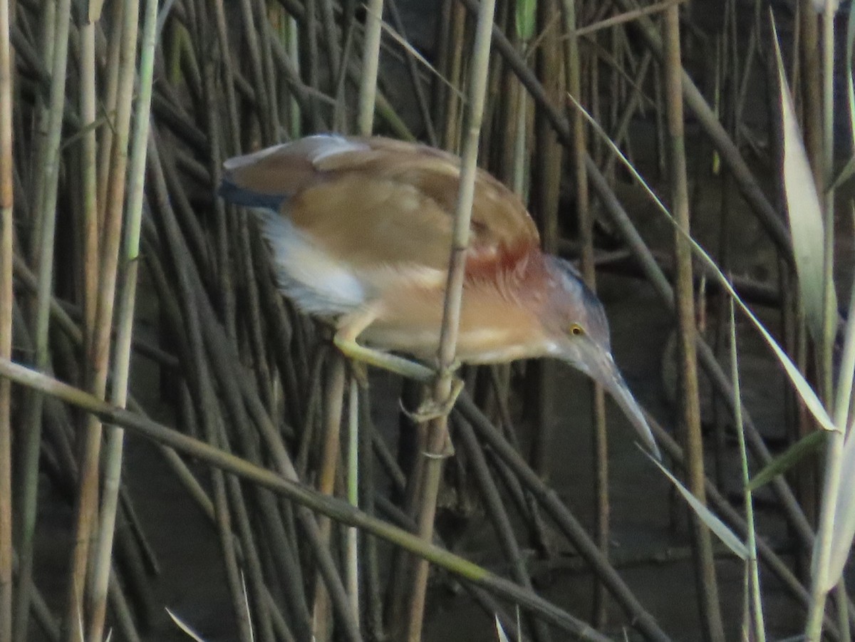 Yellow Bittern - ML645779362