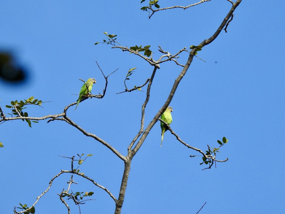 Blossom-headed Parakeet - ML645779365