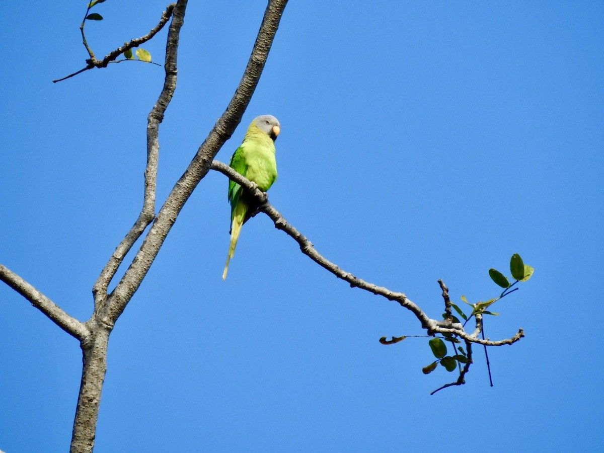 Blossom-headed Parakeet - ML645779366