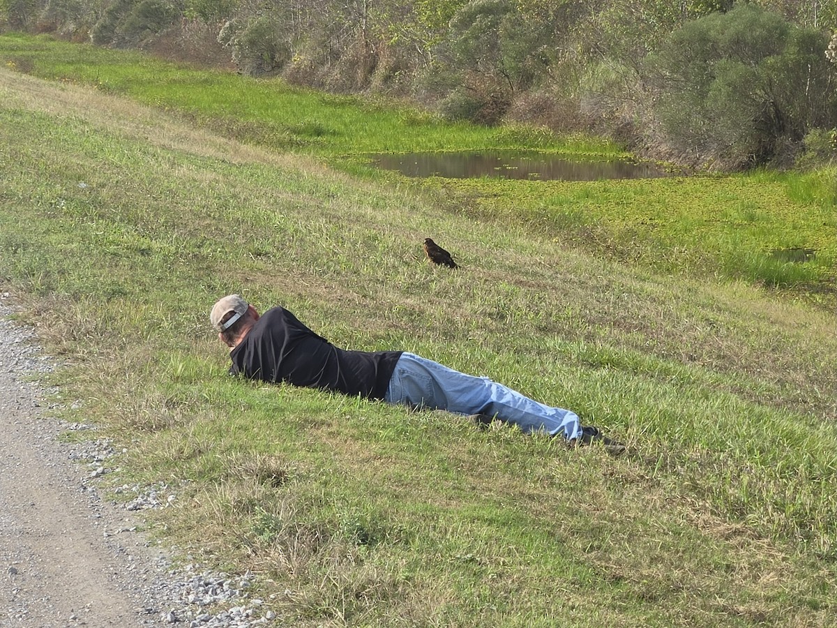 Northern Harrier - ML645779367