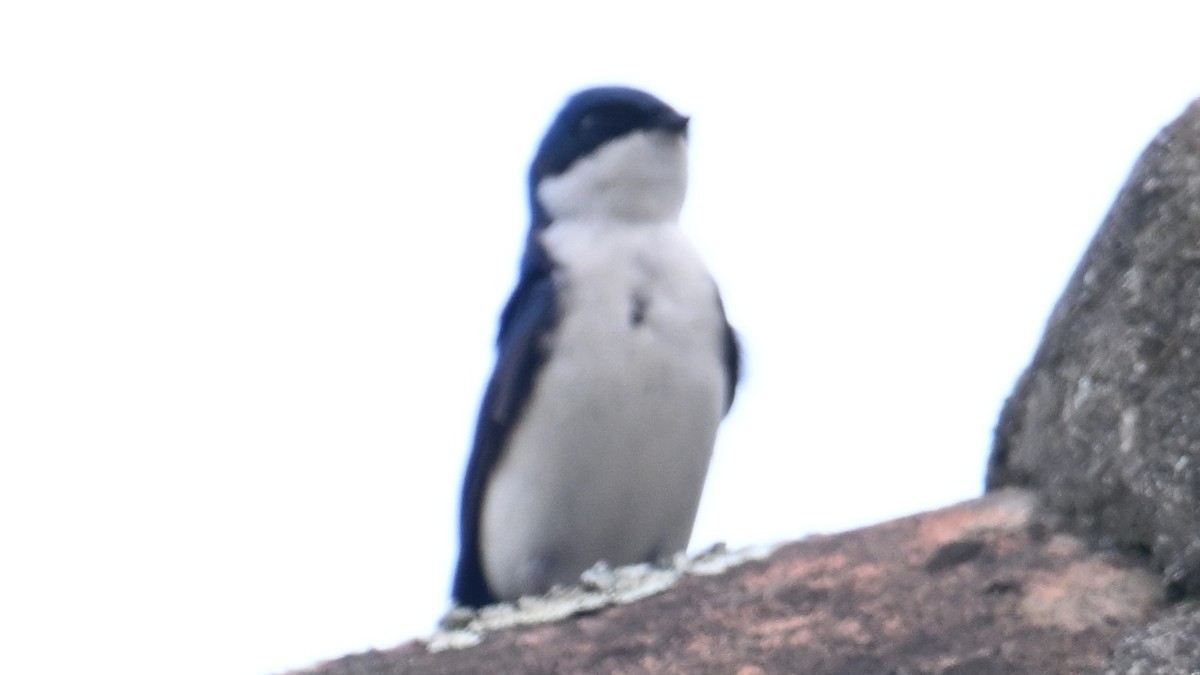 Blue-and-white Swallow - ML645779368
