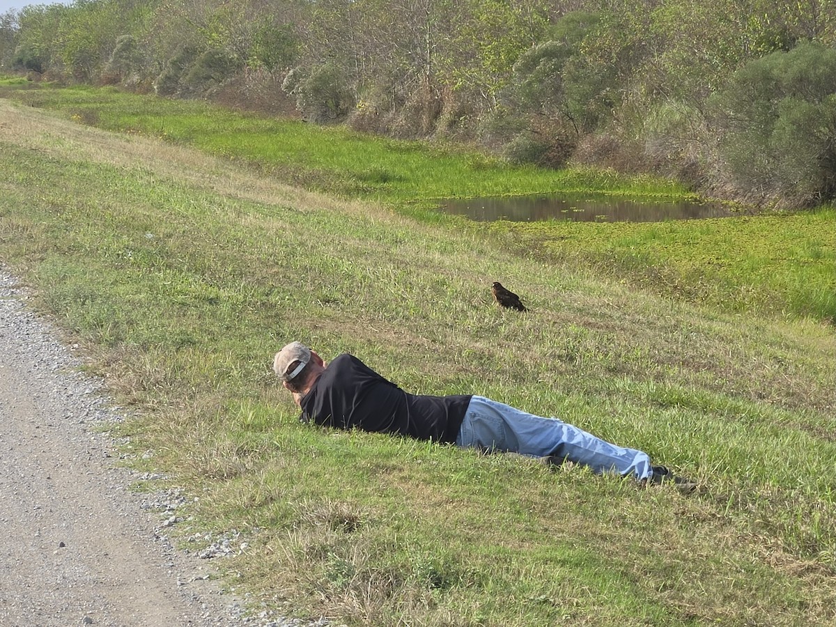Northern Harrier - ML645779370