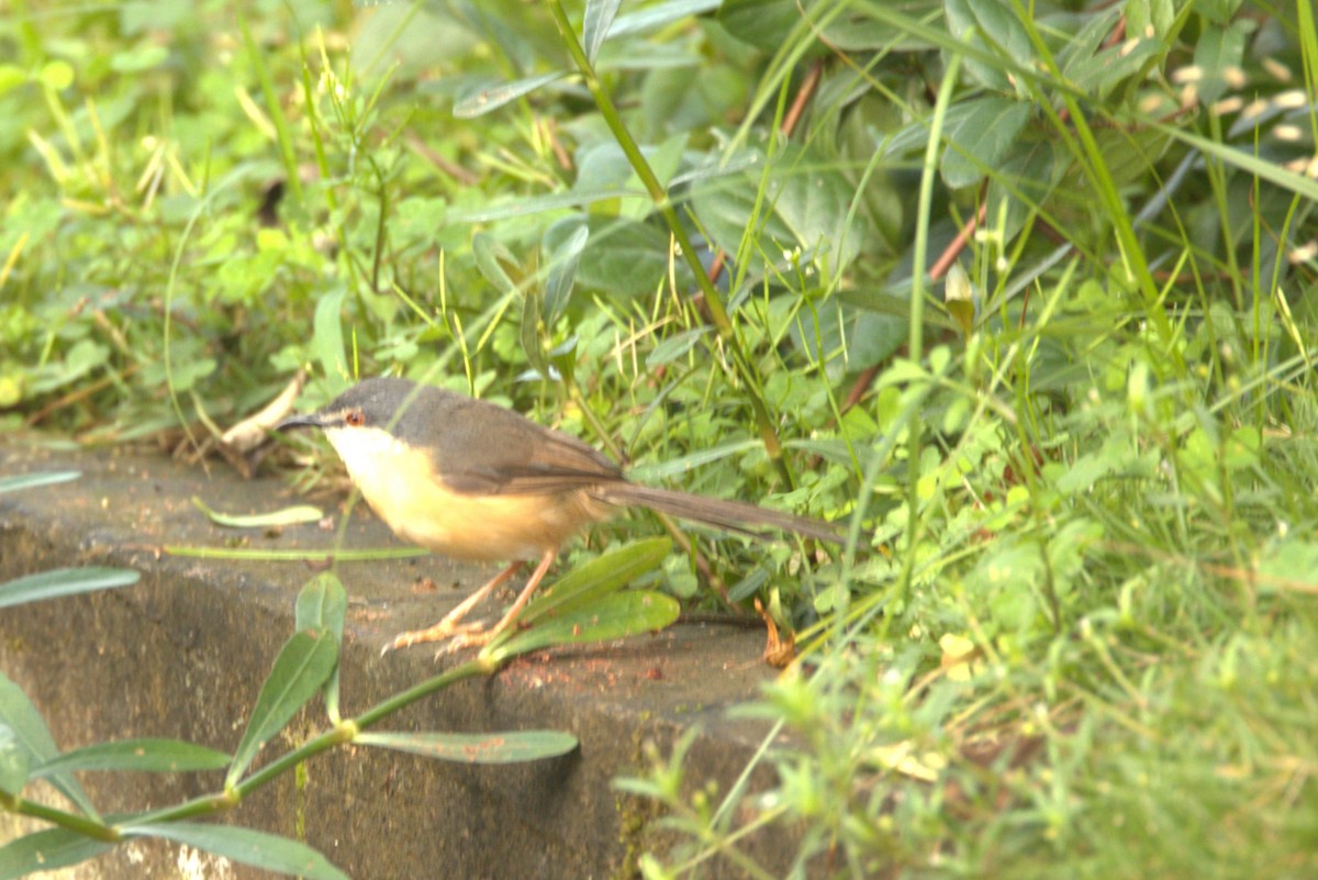 Ashy Prinia - ML645779371
