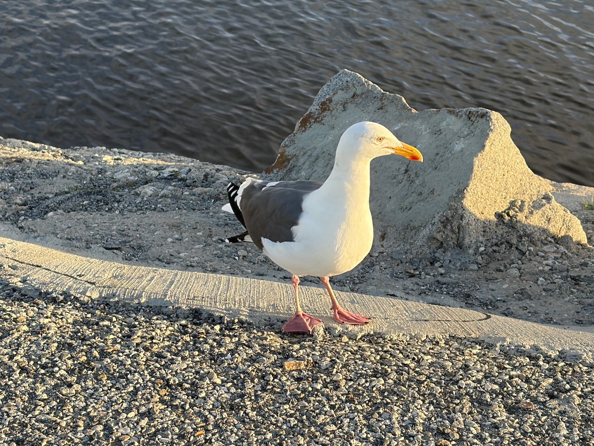 Western Gull - ML645779372