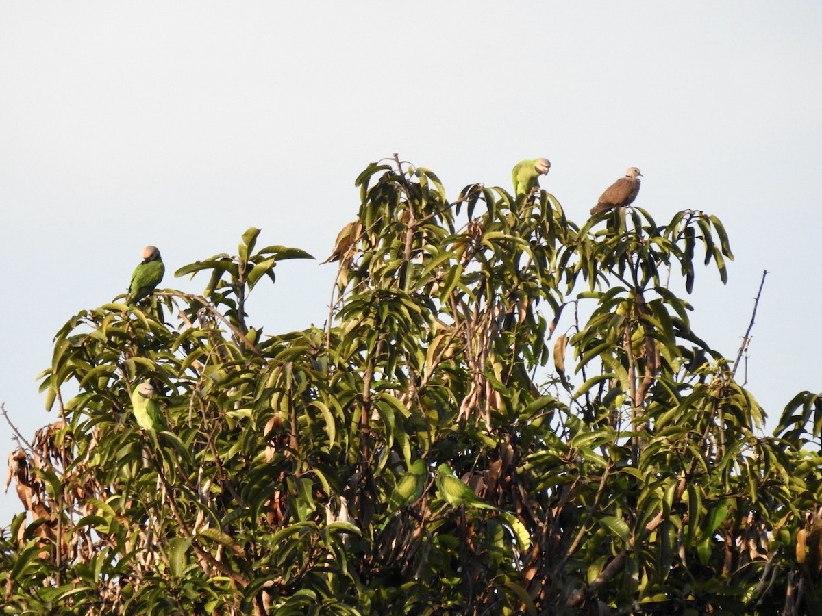 alexandr růžovoprsý - ML645779373