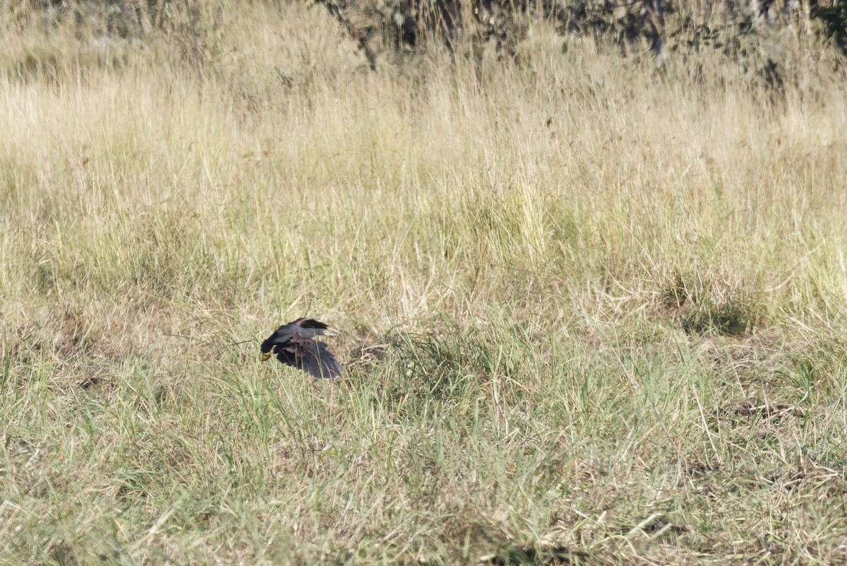 Рыжебрюхая цапля - ML645779375