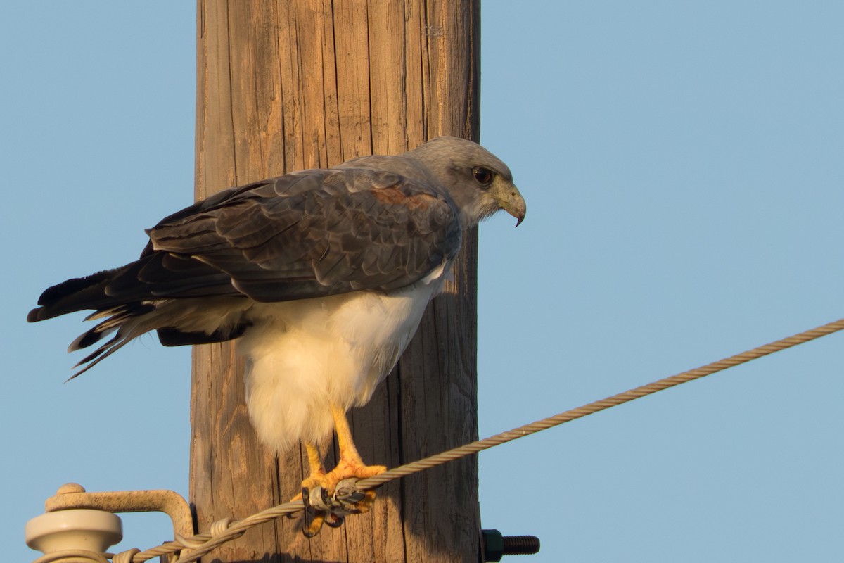 White-tailed Hawk - ML645779382