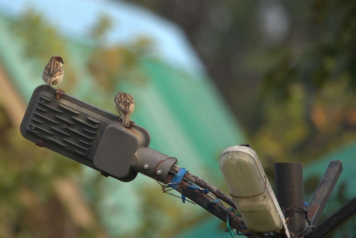 vrabec domácí - ML645779384