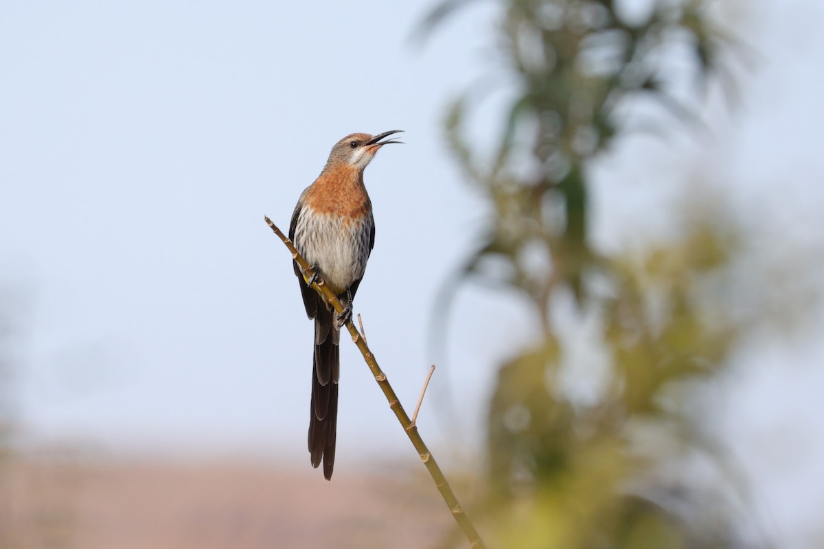 Gurney's Sugarbird - ML645779386