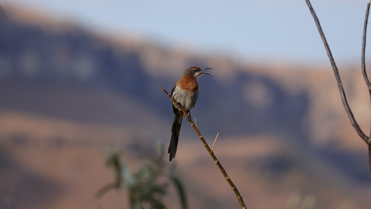 Gurney's Sugarbird - ML645779393