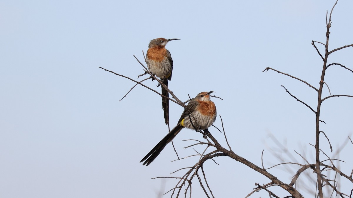 Gurney's Sugarbird - ML645779394