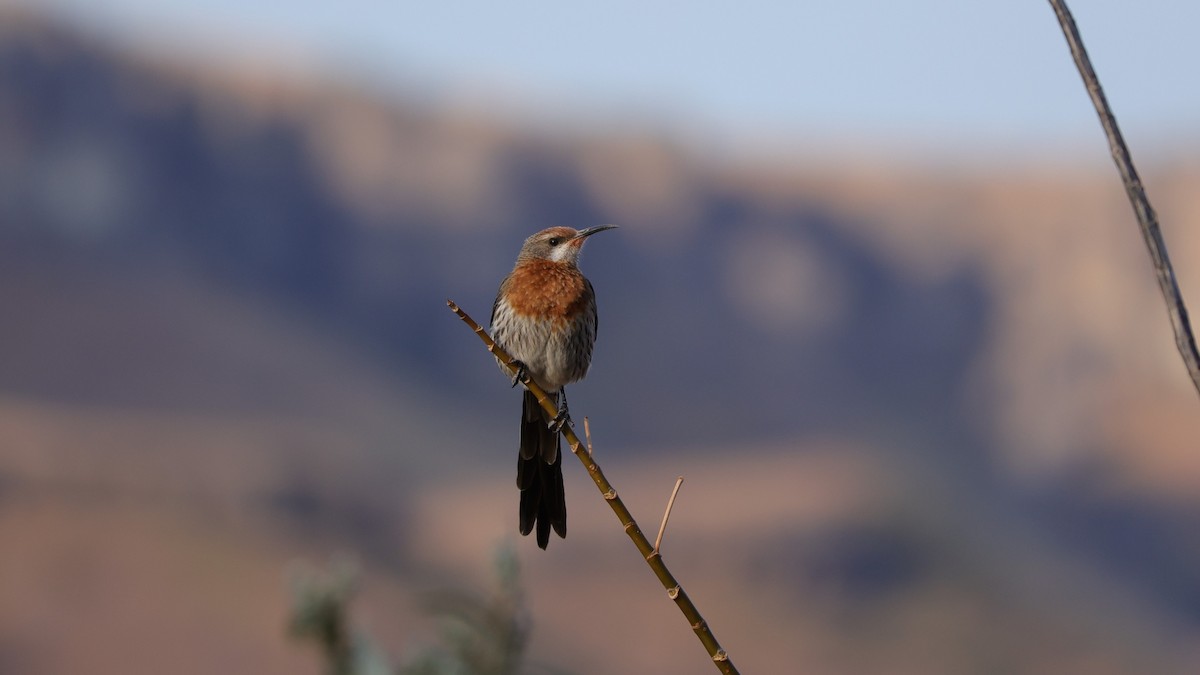 Gurney's Sugarbird - ML645779395