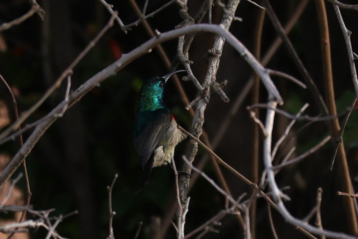 Greater Double-collared Sunbird - ML645779398