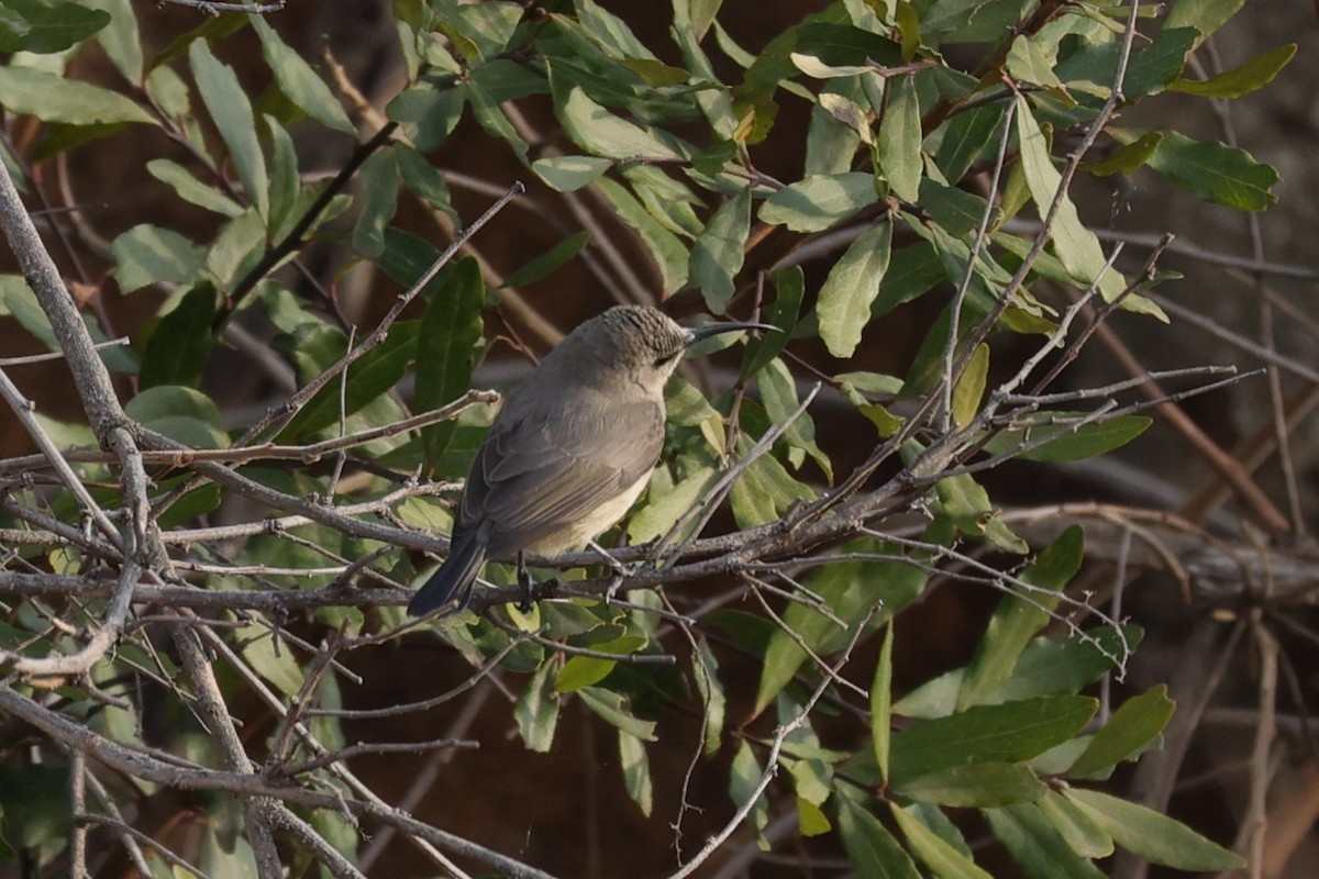 Greater Double-collared Sunbird - ML645779399