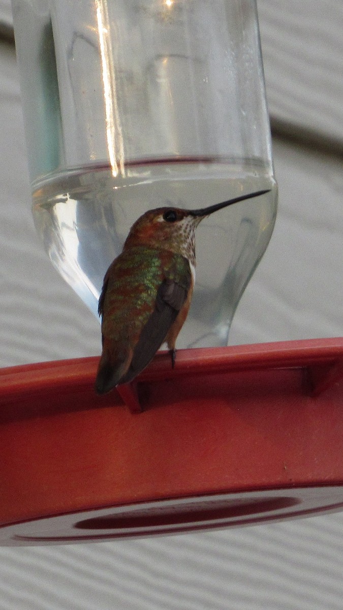 Rufous Hummingbird - ML645779401