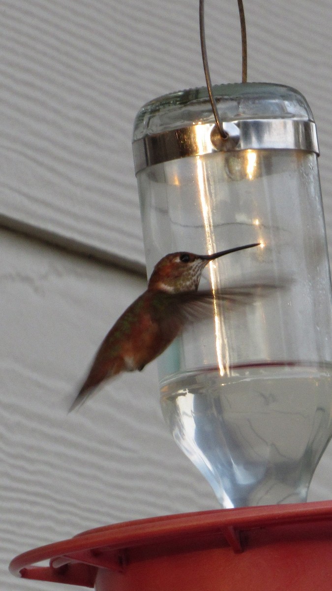 Rufous Hummingbird - ML645779402