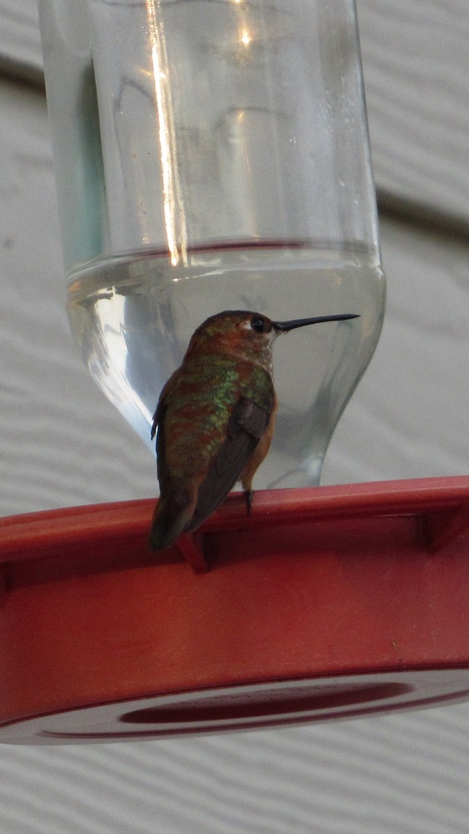 Rufous Hummingbird - ML645779403