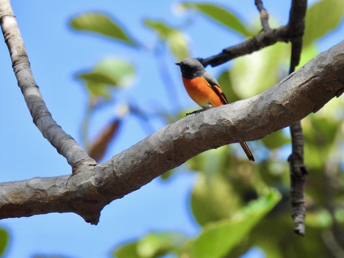 Zwergmennigvogel - ML645779407