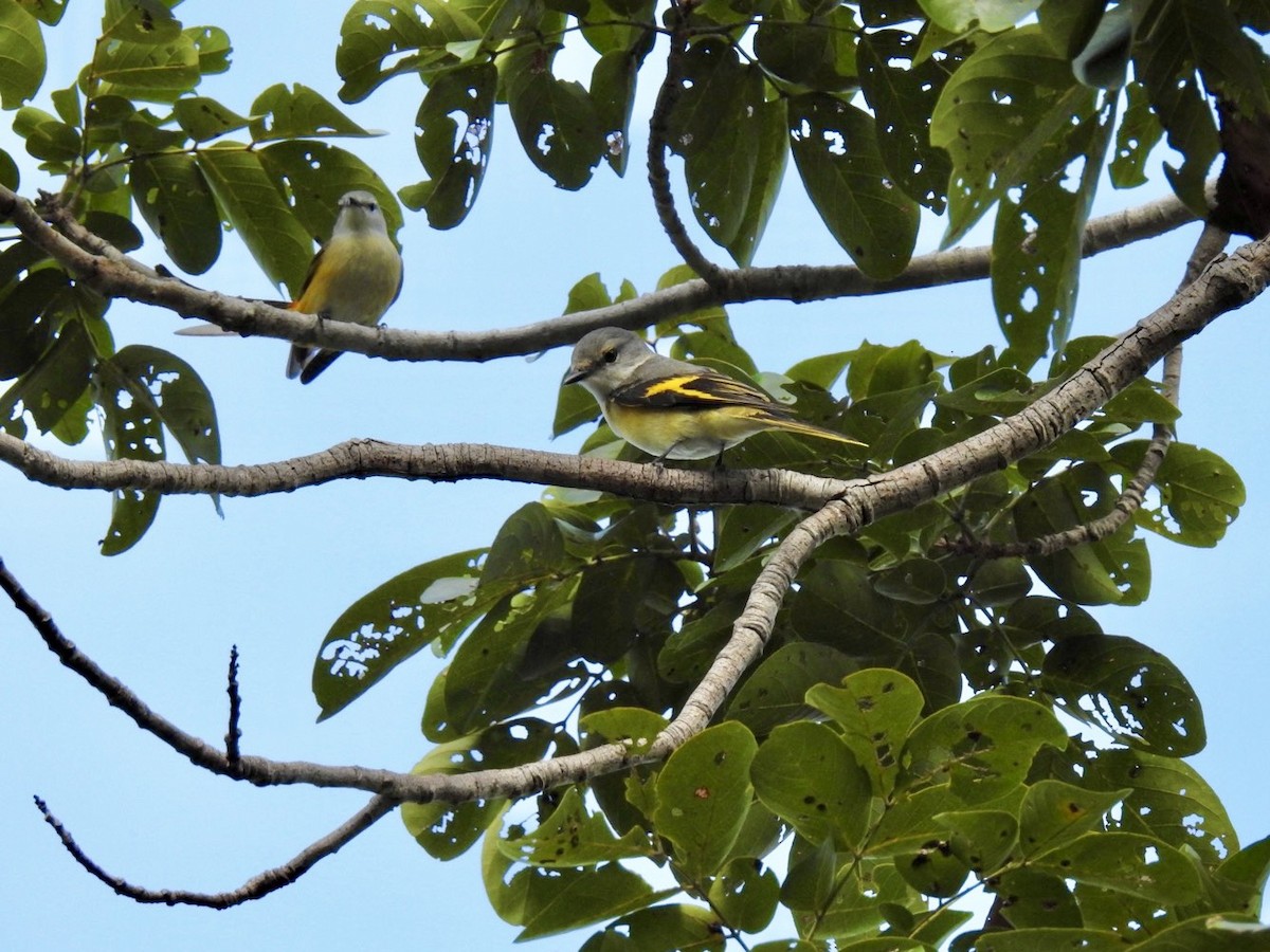 Zwergmennigvogel - ML645779408