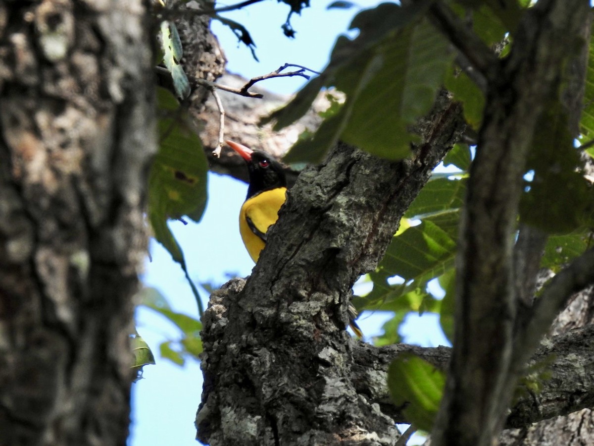 žluva černokápá - ML645779410